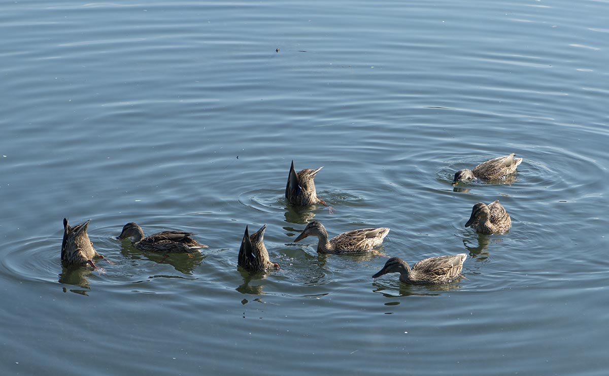 Kopf unter Wasser